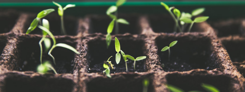 Screen Shot 2019-04-02 at 8.29.41 PM